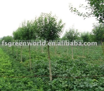 ligustrum lucidum field