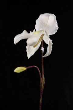 artificial slipper orchid
