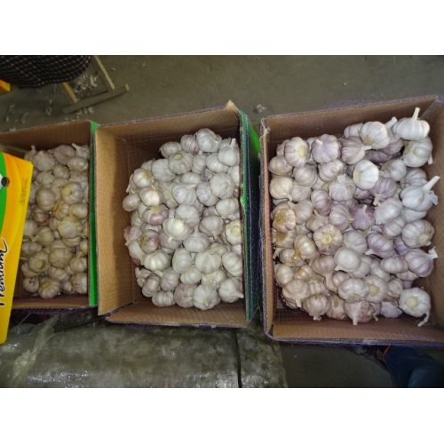 2020 Fresh Normal Garlic In Carton