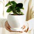 Indoor Plants Flower Succulent with Drainage Hole Saucer