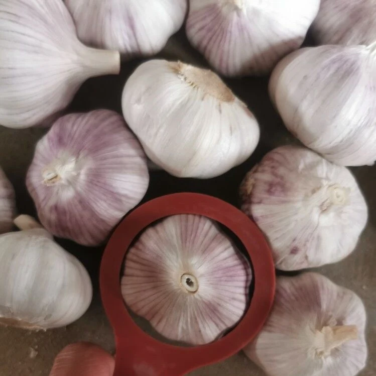 Garlic Red Garlic From Chinese Supplier High Quality