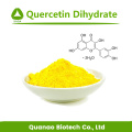 Sophora Japonica-Extrakt Quercetin-Dihydrat 98% UV-Pulver