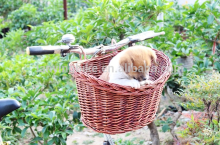 Wicker removeable basket wicker basket for dog