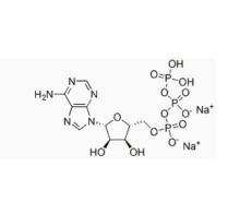 Adenosine 5'-triphosphate Disodium Salt CAS 987-65-5