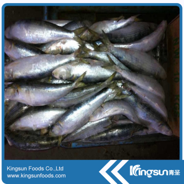 New Coming Sea Frozen Whole Round Frozen Sardine Fish
