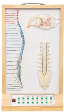 Electric model of jizhugu and spinal nerve relationship