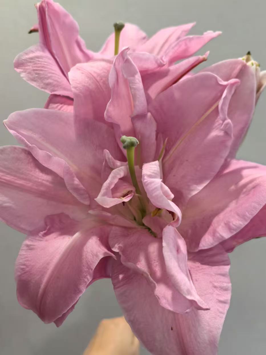 الماس المزدوج الزنبق المزدوج3 Double Diamond Double lily3