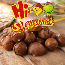 Roasted Shelled Chestnut Snacks--ready to eat healthy nuts snacks