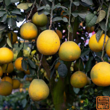 Pomelo Extract Apigenin 95%