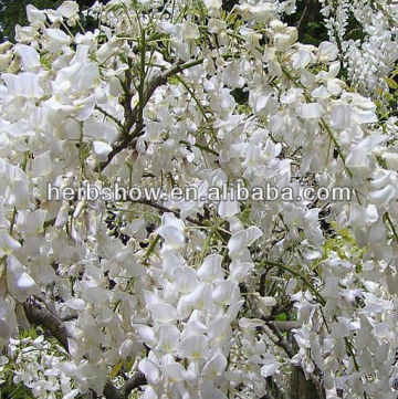 wisteria sinensis alba seeds for pot planting