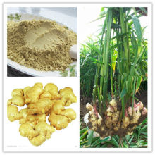 Organic Dried Ginger Root Powder