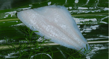 Yellow fin sole fillet