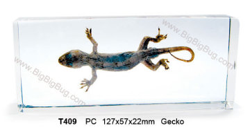 T409-Gecko Specimens-  http://bigbigbug.en.alibaba.com