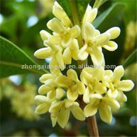 น้ำมันหอมระเหย osmanthus จากธรรมชาติบริสุทธิ์ 100% ระดับพรีเมียม