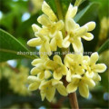 Huile essentielle d&#39;osmanthus naturel en vrac 100% pure de qualité supérieure