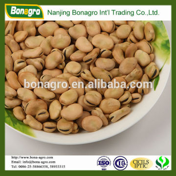 Chinese broad bean price