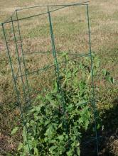 tomato cages organic gardening