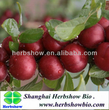 Prunus humilis Bge seeds for planting