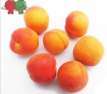 Best Quality Fresh Apricots