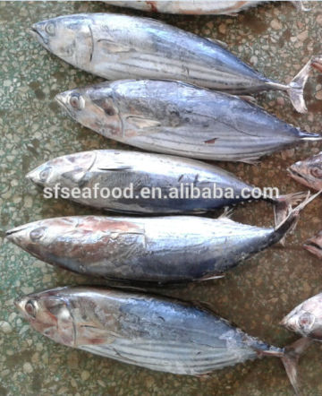 export goods fresh skipjack tuna