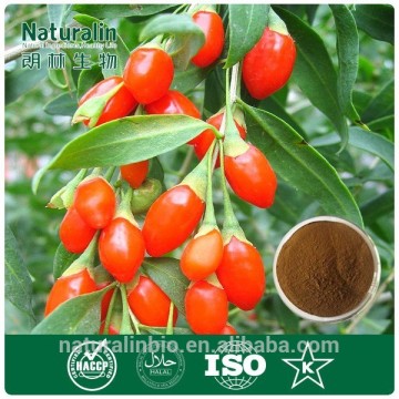 food grade benifical kidney Wolfberry Fruit Extract( Go ji)