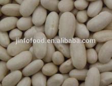 White kidney beans Baishake Type