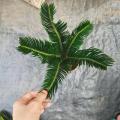 Cycas revoluta 110#A CLASS