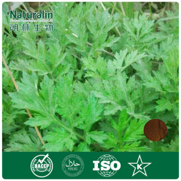 Organic Argy Wormwood Leaf Extract 10:1