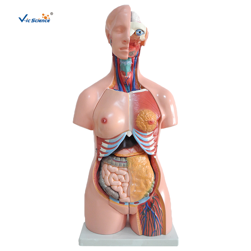 Human Torso Model