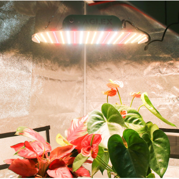 Aglex K1000 QB LED Grow Lightパネル