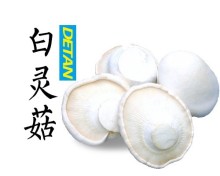 Fresh Organic Bailing Mushroom