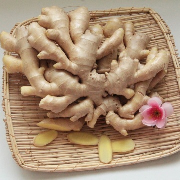 Fresh Ginger with Full Fingers