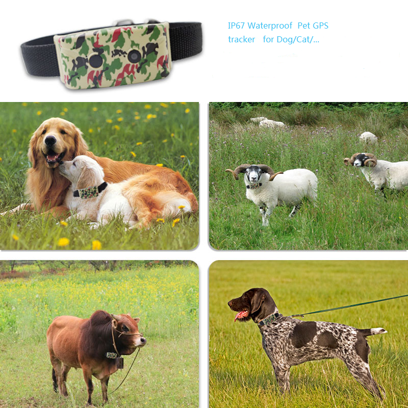 Dog GPS tracker