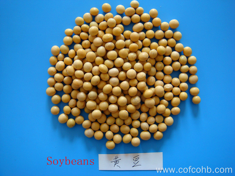 High Protein Dry Soybean