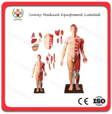 SY-N Medical human body model