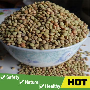 High quality china green lentils