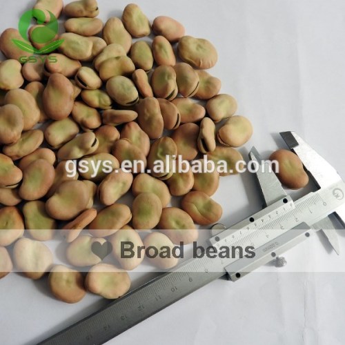 High quality broad beans 2015 crop HPS Qinghai origin