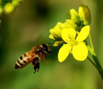 EU BIO Certified Organic rape honey bulk sale