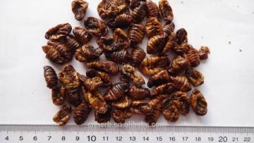 Dried Silkworm pupae,Silkworm pupa,Ground cucumber,Silkworm,Domesticated silkmoth,Cocoon,Silkworm chrysalis,Pet food,Animal feed