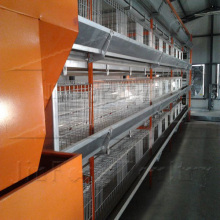 H-Type Cage Modules for Pullets (9BDT-H3005)