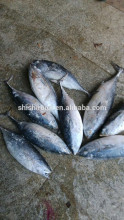 High Quality Frozen bonito tuna whole fish Frozen Bonito Tuna