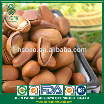 Bulk Delicious Free Gift Bag Canned Open Pine Nuts in Shell