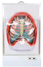 Human respiratory motion model