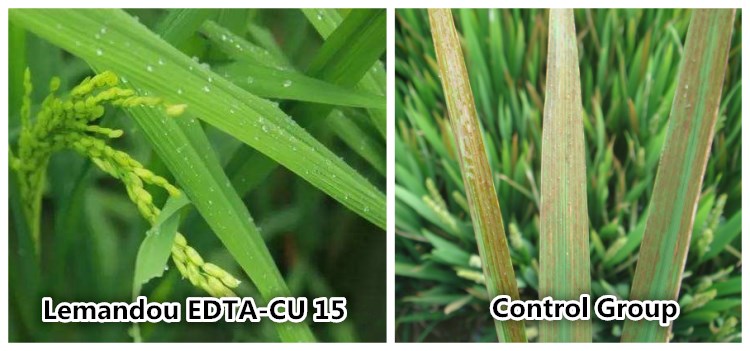 Micronutrient Fertilizer Regulate Plant Fast-growing EDTA-Cu/Mg/Zn/Mn/Ca/Fe/4Na/2Na/ Disodium Edta