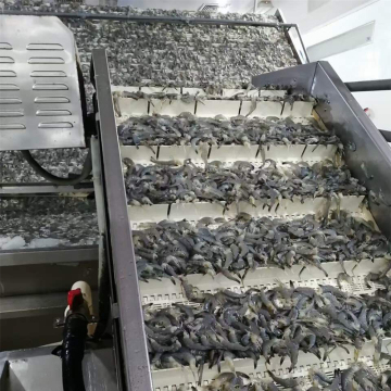 Automatic Industrial Shrimp Grading Machine