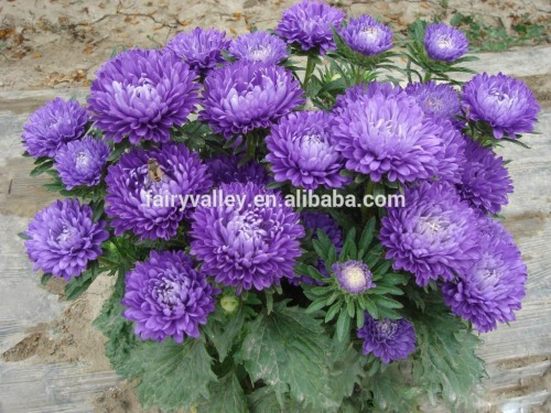 Aster flower seeds for growing