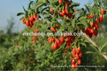 Goji berry, Barbary wolfberry fruit