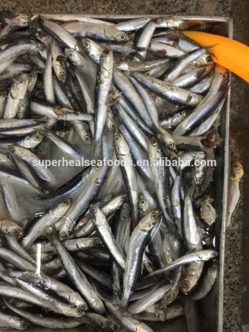 New arrival Frozen anchovy for fish meal