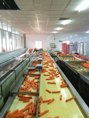 xiamen carrot 