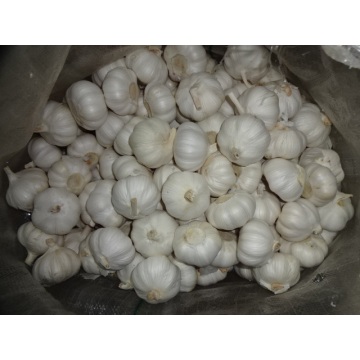 1kg Small Bag Pure White Garlic